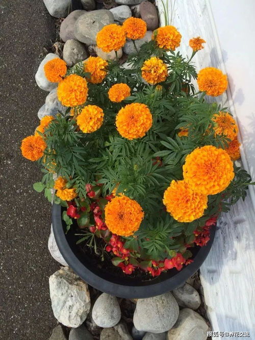 養萬壽菊盆栽給肥多了,導致只長葉子不開花,適當干旱才能多開花