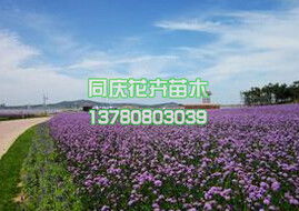 同慶花卉供應價位合理的馬鞭草 馬鞭草小苗