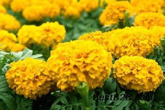 今年新萬壽菊花種子價格多少錢一斤_志趣網