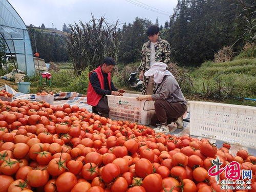 學好用好 千萬工程 好經驗 繪就宜居宜業和美鄉村新藍圖