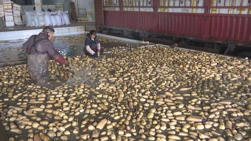 湖北惠致農貿 推行標準化種植 提升農產品質量