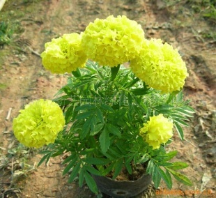 【青州多年生草花地】價格、產品供應,青州多年生草花地廠家批發-1024商務網