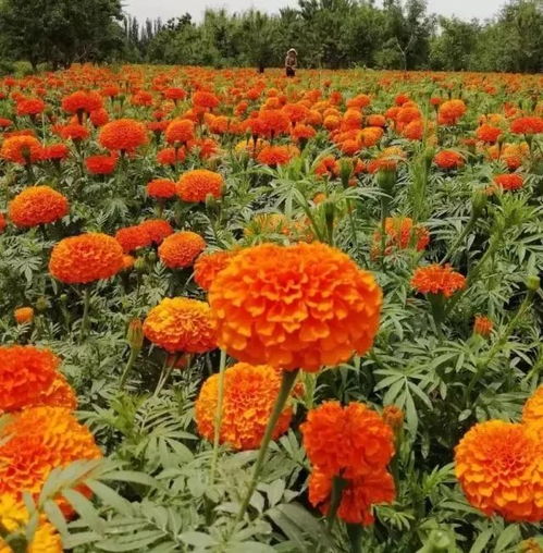 喀什人周末看花去 10萬(wàn)畝萬(wàn)壽菊 致富花 開(kāi)橘艷艷