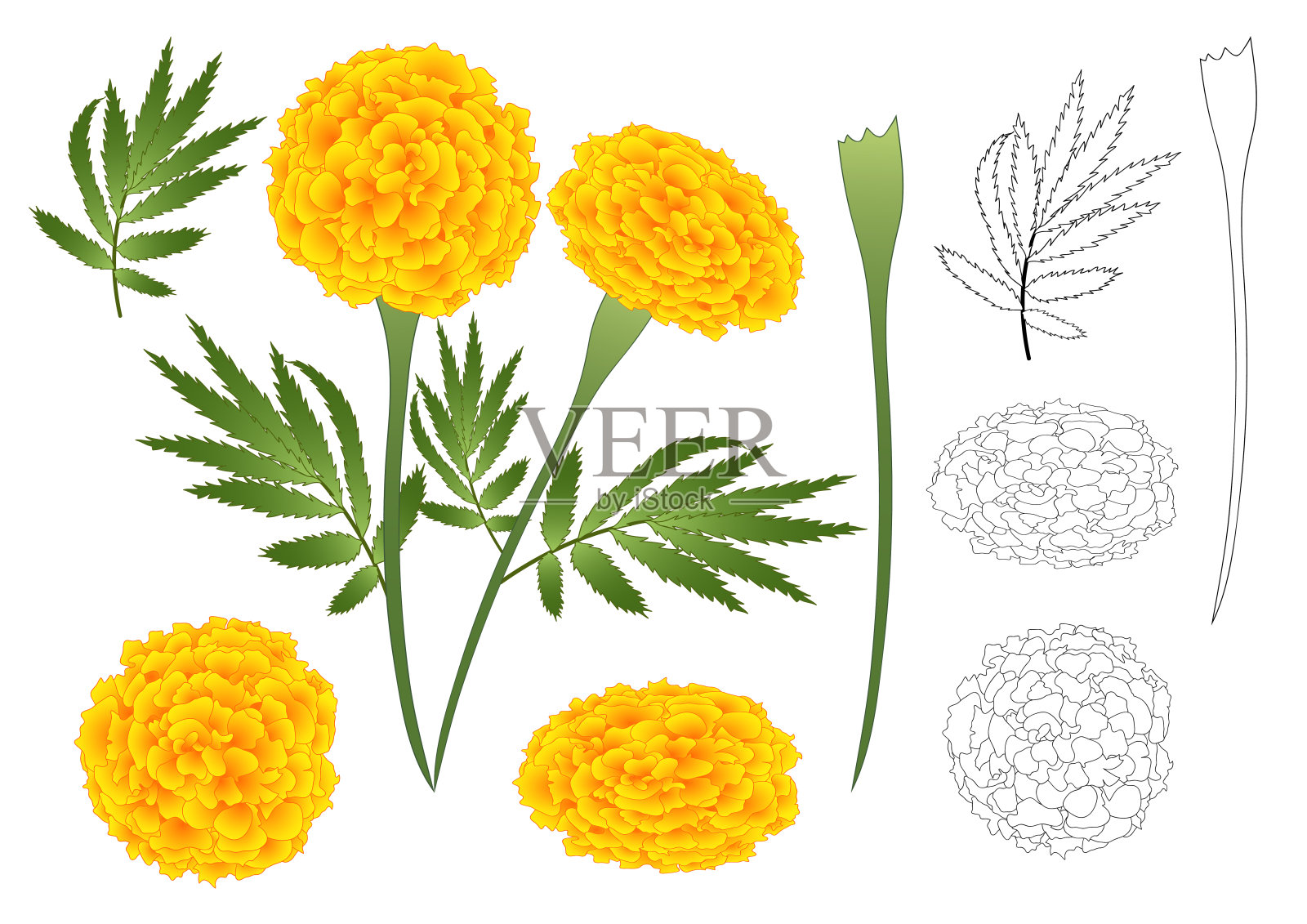 萬(wàn)壽菊鮮花大綱