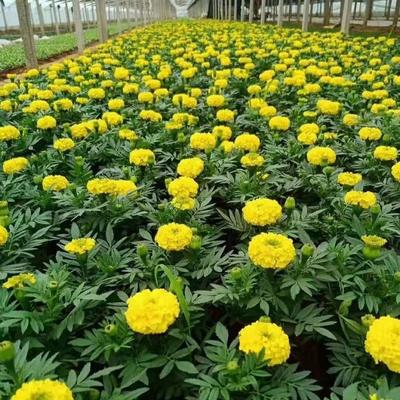 廠家直銷萬壽菊 國(guó)慶節(jié)日花卉 市政綠化工程萬壽菊 量大從優(yōu)