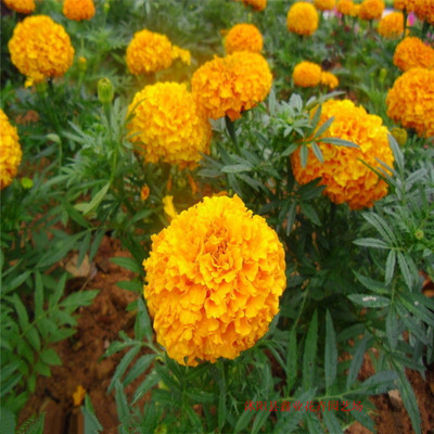 一、二年生花卉-萬(wàn)壽菊廠家直銷,價(jià)格實(shí)惠,歡迎前來(lái)選購(gòu)-一、二年生花卉盡在阿里巴.