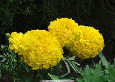 萬壽菊?qǐng)D片