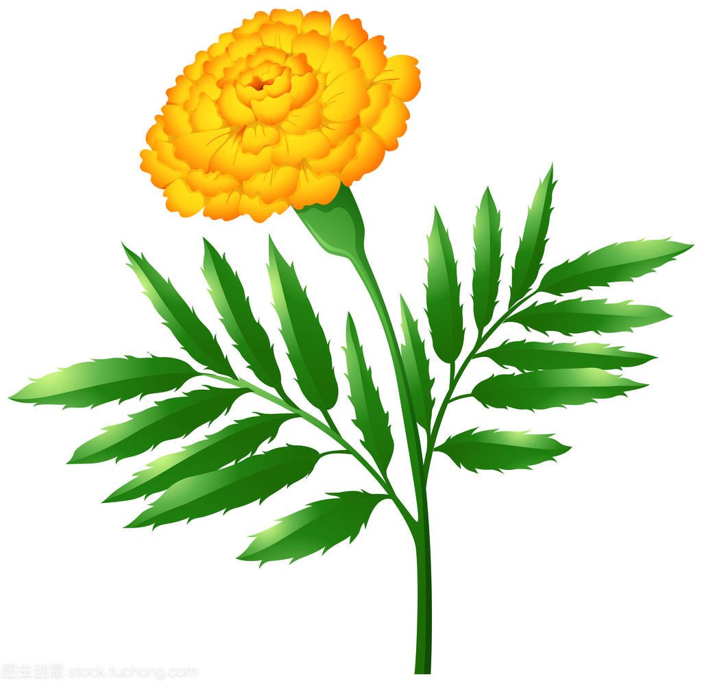 萬壽菊鮮花與綠葉