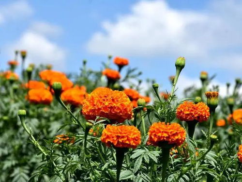 添美景增收入,昭陽(yáng)區(qū)樂居鎮(zhèn)仁和村 幸福花 開