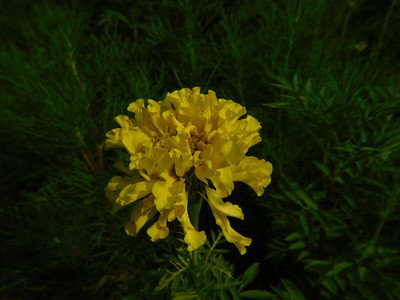 萬壽菊