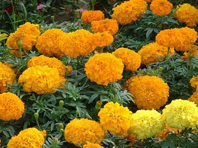 【認(rèn)準(zhǔn)佳越888!】萬壽菊供應(yīng)商 萬壽菊種植 萬壽菊價(jià)格圖片|【認(rèn)準(zhǔn)佳越888!】萬壽菊供應(yīng)商 萬壽菊種植 萬壽菊價(jià)格產(chǎn)品圖片由青州市佳越花卉苗木種植專業(yè)合作社公司生產(chǎn)提供-