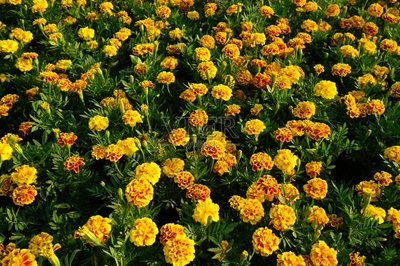 萬壽菊,僅一朵花,自然美,菜園,非洲萬壽菊