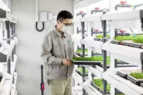 京東要建 植物工廠 水培蔬菜是下一個藍海