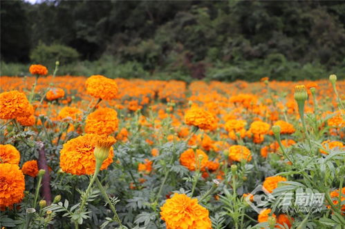 楚雄州高橋鎮(zhèn) 萬壽菊種植裝點彝家新生活