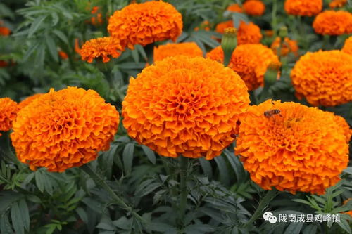 萬壽菊迎豐收季是怎么回事,關于萬壽菊迎豐收季開花嗎的新消息 多特軟件資訊