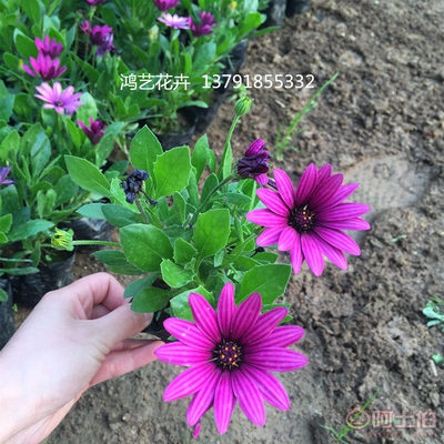 【多年生草花盆栽南非萬壽菊山東草花基地大量批發南非萬壽菊】 - 產品庫 - 青州市鴻藝花卉苗木專業合作社