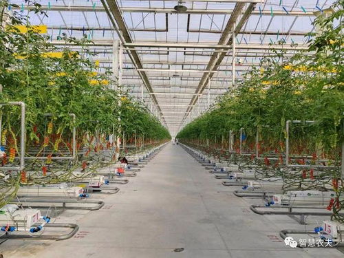 揭秘北京翠湖智慧農場,探秘番茄工廠化種植