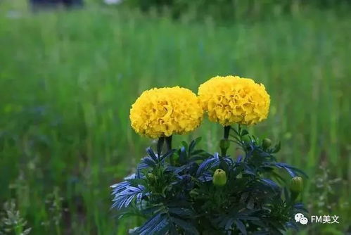 團花錦簇,萬壽菊