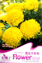 【長壽花種子】最新最全長壽花種子 產品參考信息