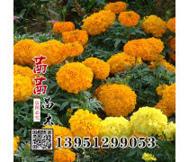 萬壽菊種子產品庫